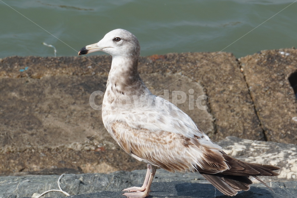 바다새,새,갈매기,바다,군포항,동물,animal,조류,새,birds
