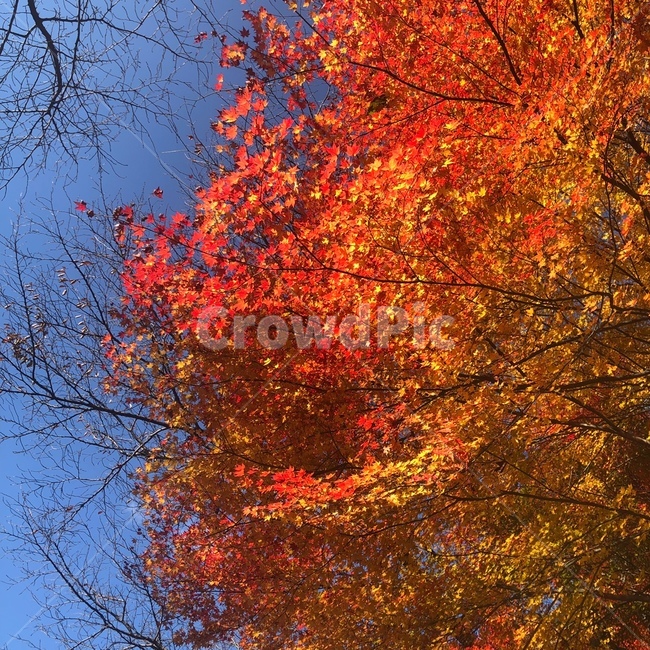 가을,단풍,단풍나무,가을단풍나무,내장산,가을내장산,내장산단풍나무,가을내장산단풍나무,그라데이션단풍,가을하늘