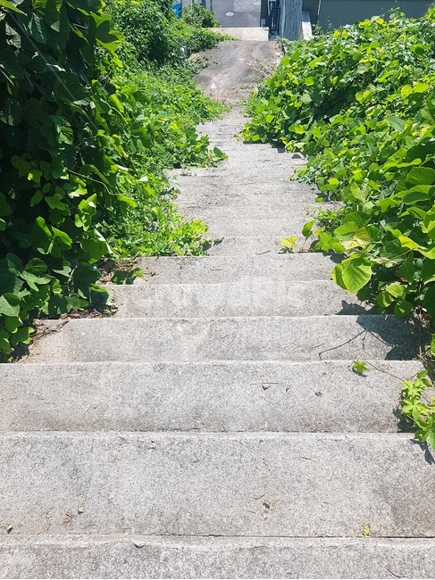 통로,계단,식물,길,거리,초록,돌계단