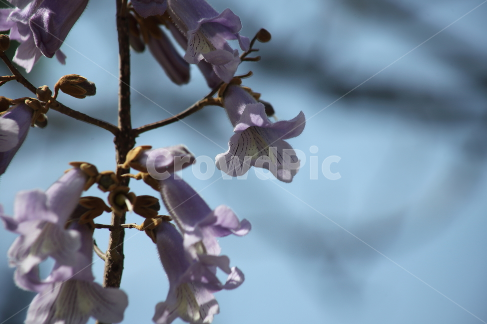 오동나무,오동나무꽃,봄,paulowniacoreana,koreanpaulownia