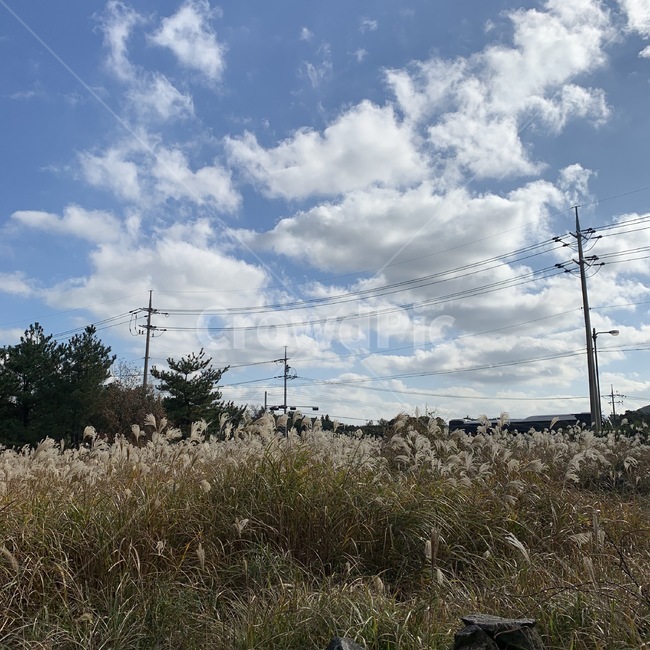 억새밭,하늘,자연,푸름,억새,자연,풍경,nature,landscape,식물,plants