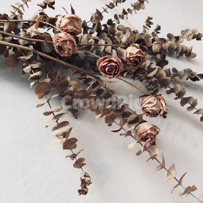 plant,leaf,잎,식물,드라이플라워,장미,장식