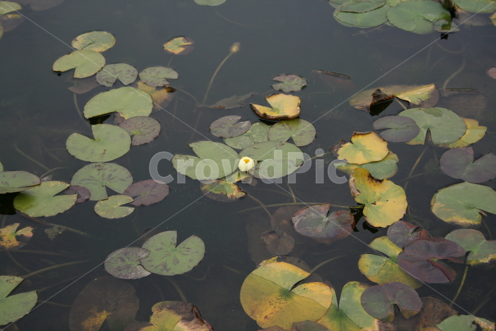 연못,수생식물,식물,물,plant,식물,자연,plants,nature