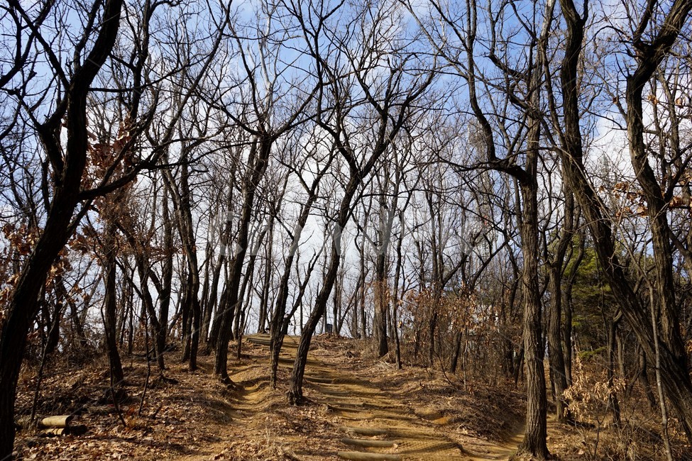 나무,자연,산,숲,산책로,계절,가지,겨울,겨울산,활엽수,빈가지,나뭇가지,하늘배경,하늘,식물,마른잎,분위기,감성,겨울나무,쓸쓸함,외로움,고요,풍경,자연,풍경,nature,landscape,ground,바닥,tree,plant,식물,tree trunk,나무 줄기