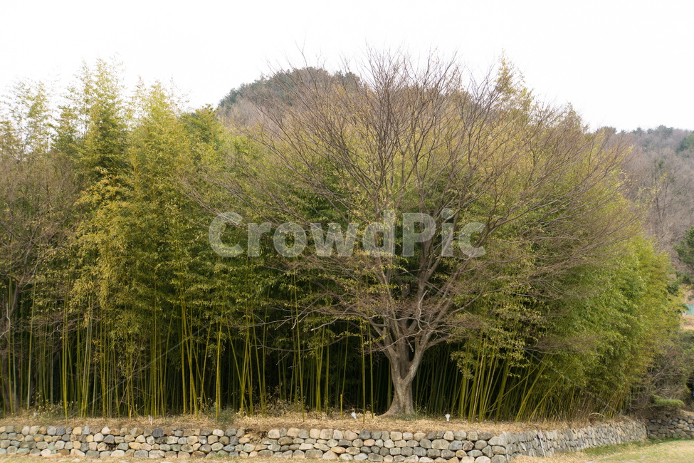 나무,고목,대나무,자연,풍경,감은사,자연,풍경,nature,landscape,tree,plant,식물,ground,바닥