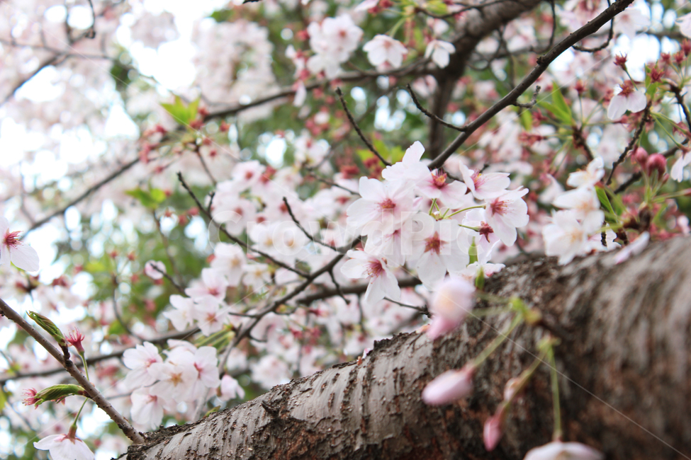 벚꽃,꽃,봄,벚꽃나무,3월,4월,자연,계절,spring,flower,blossom,plant,식물,자연,plants,nature,꽃,flower