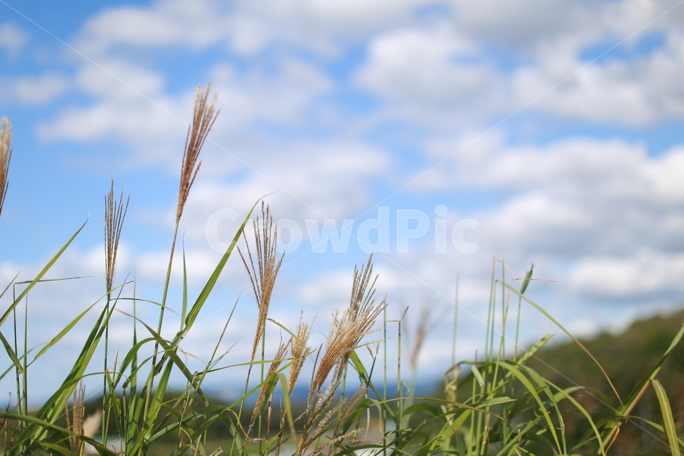 하늘,plant,식물,grass,잔디,초목,갈대,파란하늘,맑음,날씨,바람,sunny,windy,blue,sky,clouds,식물,자연,plants,nature