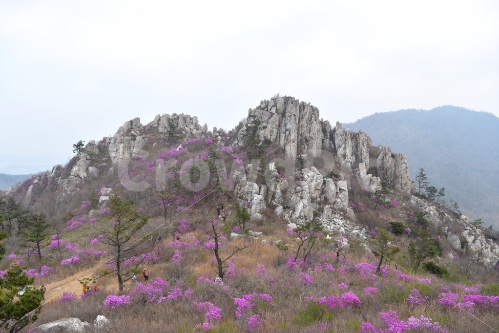 주작산,덕룡산,진달래,풍경,기암,바위,비경,봄풍경,분홍색,진달래꽃,강진,명산,산행,등산,마운틴,자연,풍경,nature,landscape,봄,계절,spring,season,outdoors,옥외