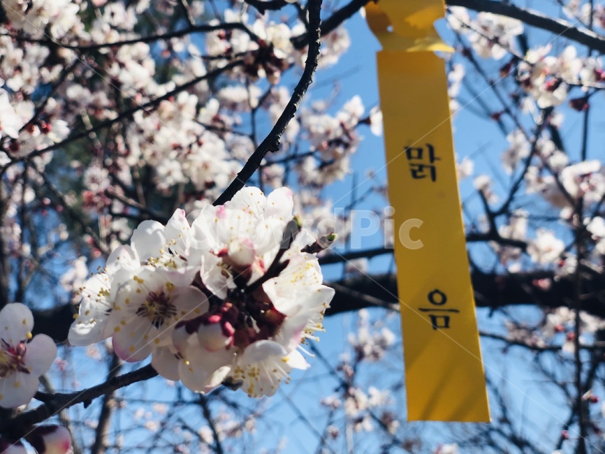 plant,식물,cherryblossom,벚꽃,flower,blossom,꽃,날씨,예쁨,곱다,pretty,weather,하늘,푸름,sky,blue,맑음,clean,산책,나무,tree,4월,apil