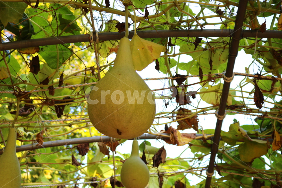 박,호박,식물,덩굴식물,열매,넝쿨식물,자연,식물,자연,plants,nature,과일,열매,fruit