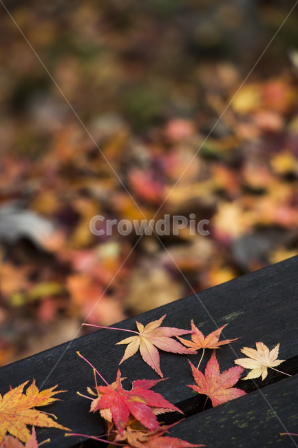 단풍,단풍잎,단풍나무,가을,leaf,잎,plant,식물,가을,계절,fall,autumn,season