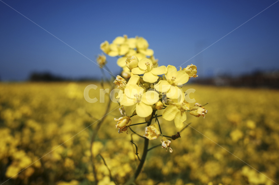 유채꽃,유채,plant,식물,flower,꽃,yellow,green,봄꽃,노란꽃,노란,초록,노랑