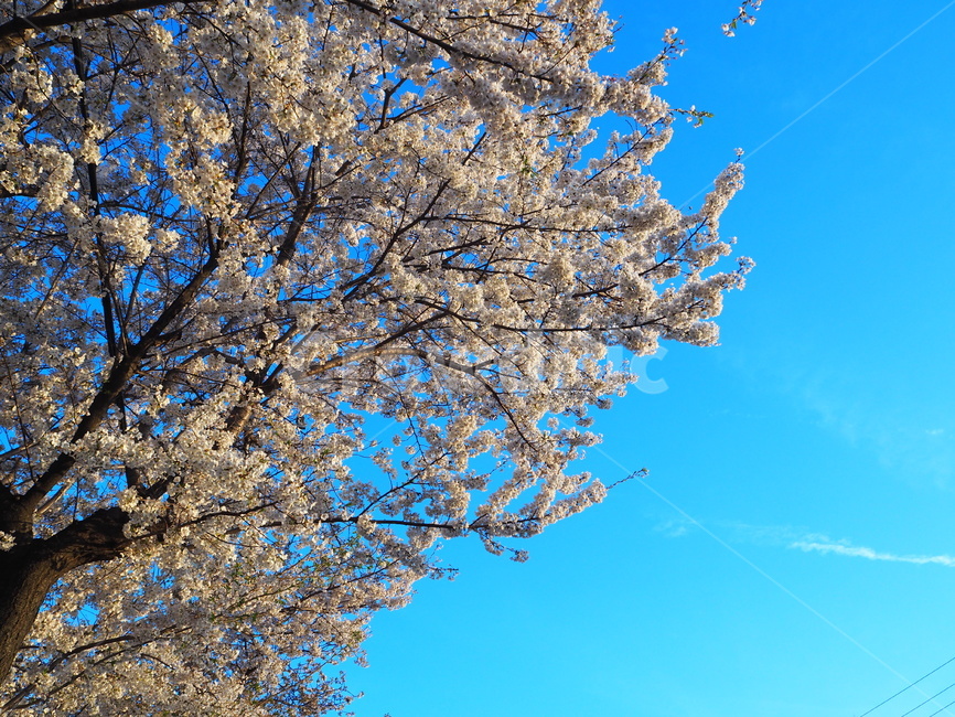 벚꽃,봄,꽃,하얀,spring,cherry,blossom,white,petal