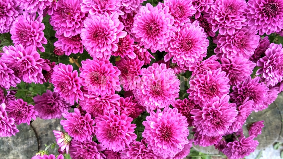 국화,꽃,flower,plant,식물,과