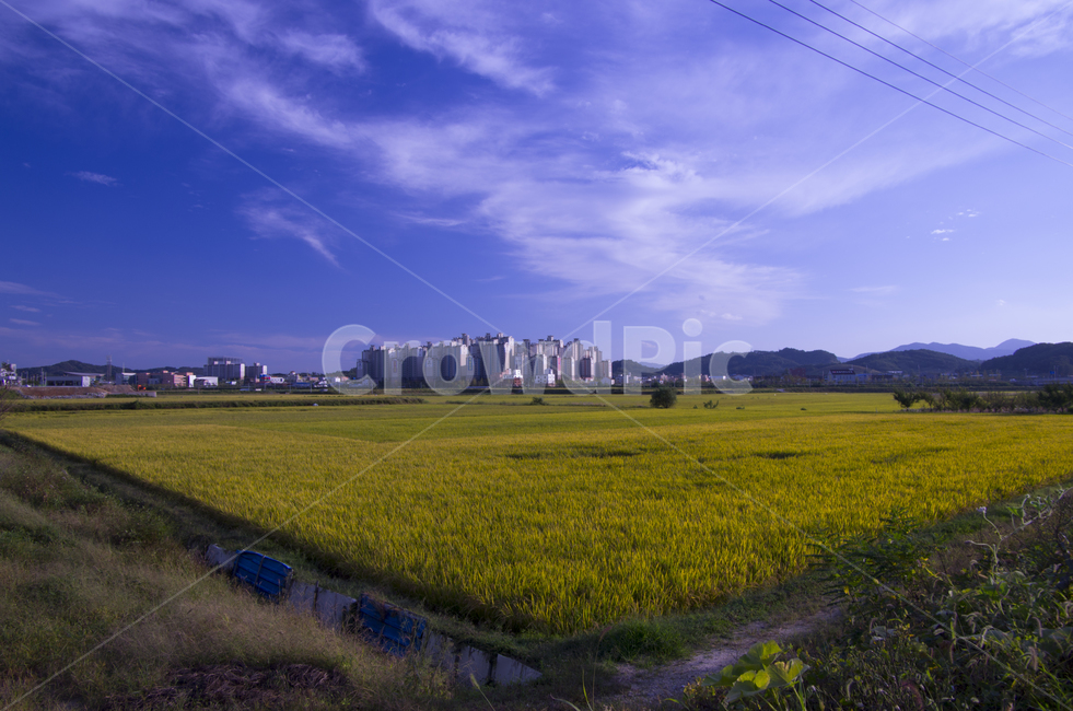 가을,풍경,하늘,구름,쌀,벼,푸른하늘,scene,view,feeling,emotion,nature,landscape,season,감정,감성,자연,계절,뷰티,autumn,fall,sky,urban,rural,가을풍경,가을하늘,벼농사,익어가는벼,황금벌판,풍경사진,감성사진,정취