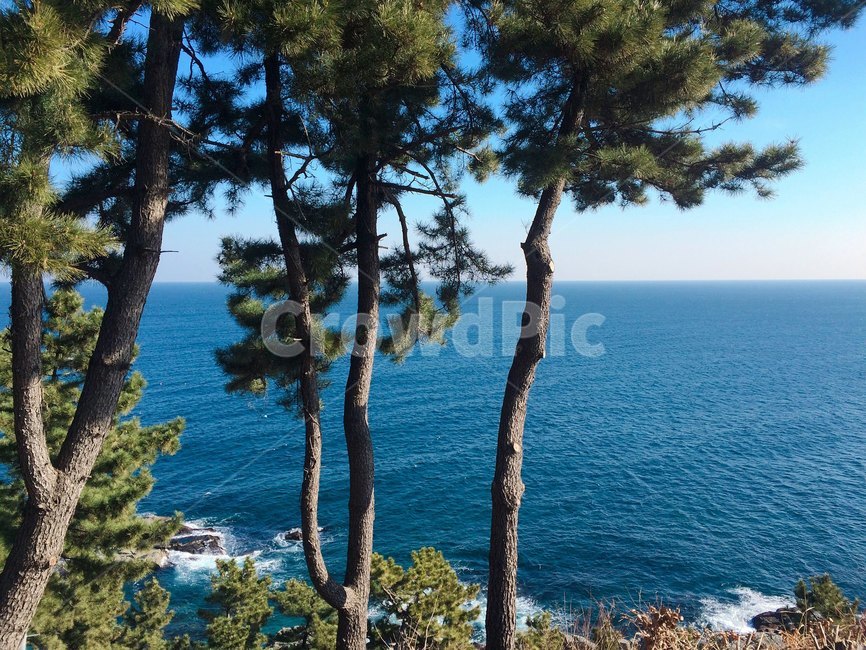 소나무,바다,제주,자연,sea,nature,tree,pinetree,자연,풍경,nature,landscape,나무,plant,식물,ocean,대양,water,물,outdoors,옥외