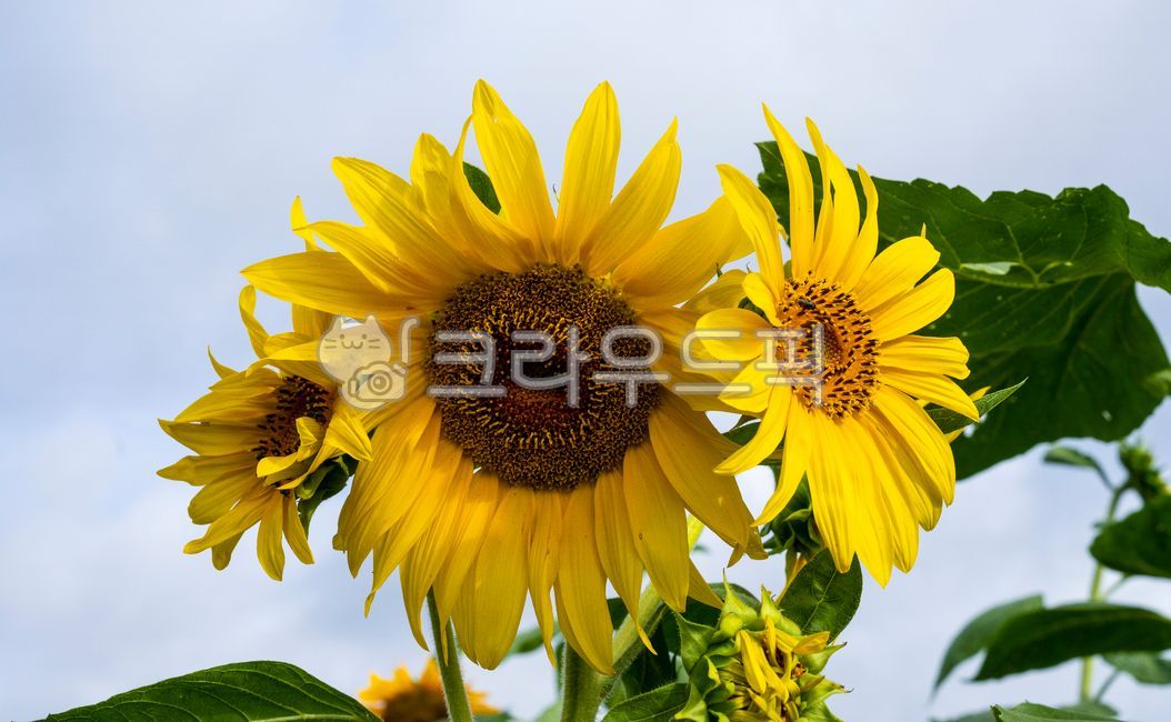 해바라기,해바라기꽃,꽃밭,여름,노랑꽃,한해살이풀,자연,식물,하늘,파란하늘,흰구름,꽃대,해바라기씨,씨앗,구름,배경,계절,접사,근접촬영,꽃,flower,blossom