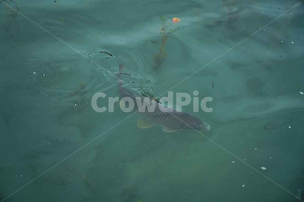 호수,백운호수,민물고기,잉어,물고기,고기,물,수영,헤엄,비늘,낚시,carb,fish,water,lake,swim,swimming