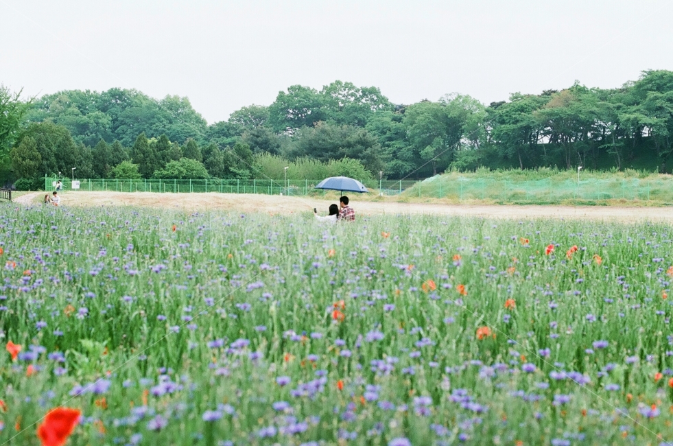 연인,꽃,꽃밭,우산,데이트,자연,풍경,nature,landscape,사람,인물,인간,human,person,연인,커플,사랑,lover,couple,field,들,outdoors,옥외,grassland,목초지
