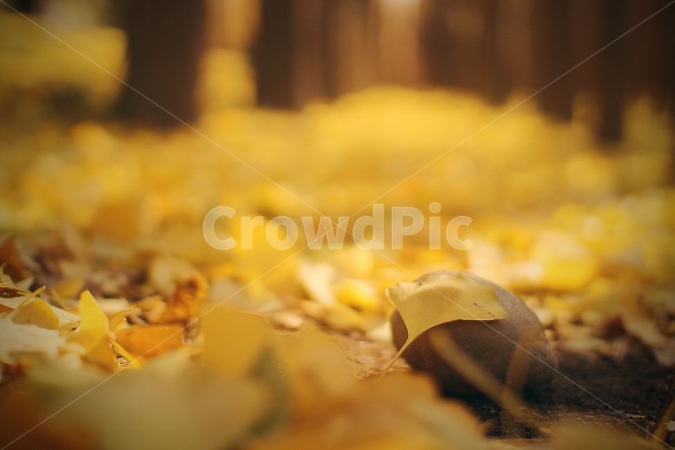 은행잎,의지,기대다,감성,가을,돌,낙엽,서로,함께,가을,계절,fall,autumn,season,plant,식물