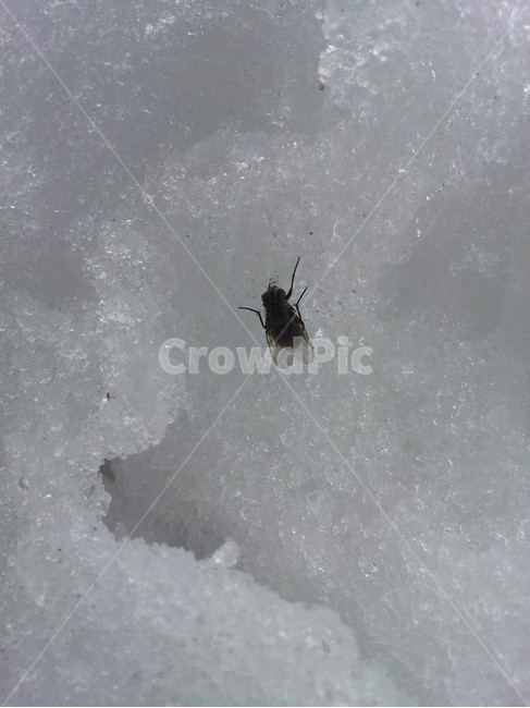 파리,곤충,눈,겨울,자연,겨울,계절,winter,season,곤충,벌레,insect,bug