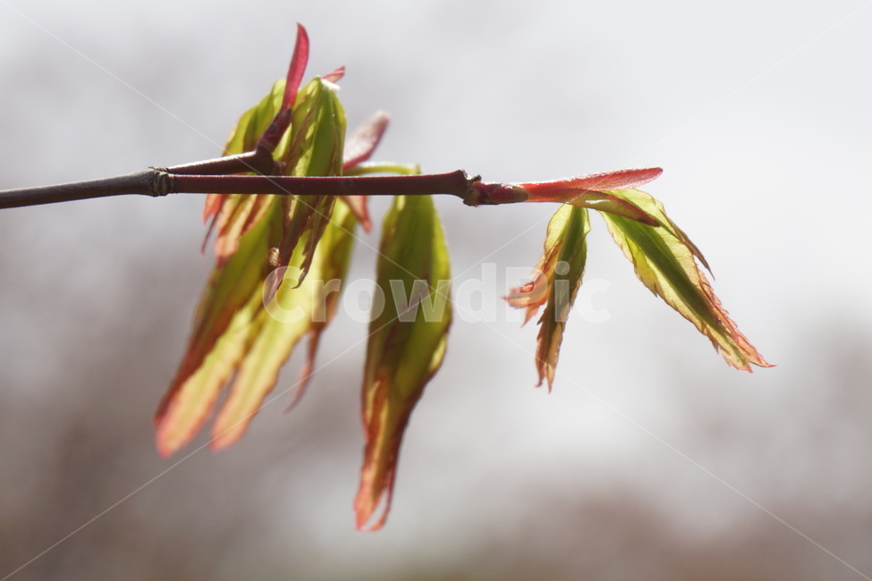 봄,4월,나뭇잎,새순,나뭇가지,녹색,붉은빛,하늘,봄,계절,spring,season,식물,자연,plants,nature,leaf,잎,plant