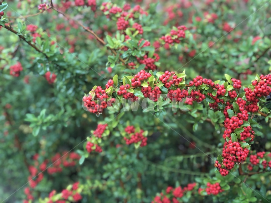 plant,식물,열매,fruit,자연,과일,열매,fruit