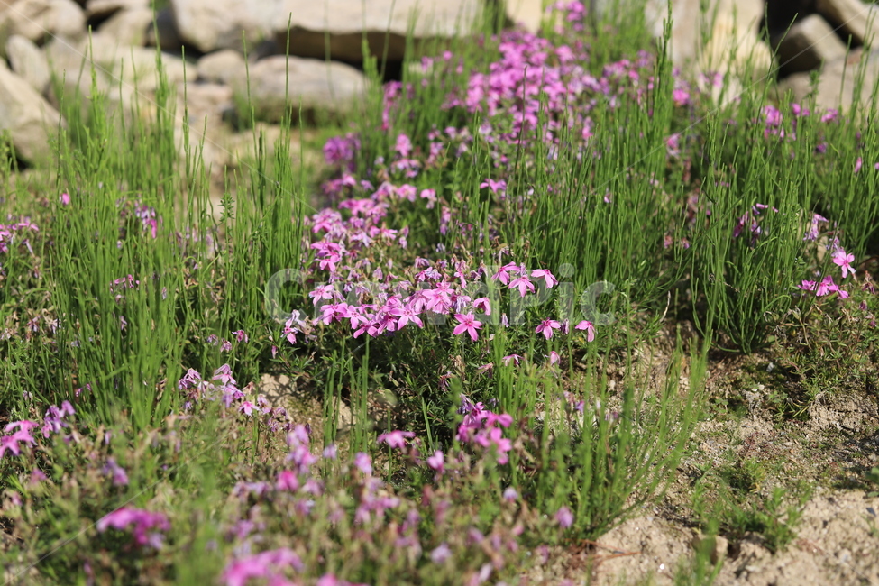 꽃,봄,아름다움,그리움,따스함,봄,계절,spring,season,식물,자연,plants,nature,꽃,flower,plant