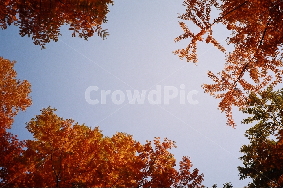 필름,감성,단풍,하늘,풍경,색감,가을,계절,fall,autumn,season,leaf,잎,plant,식물,tree,나무,maple