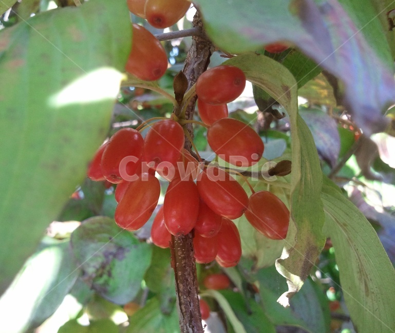산수유,붉은열매,山茱萸,石棗,층층나무과,낙엽활엽소교목,약용,식물,자연,plants,nature,과일,열매,fruit