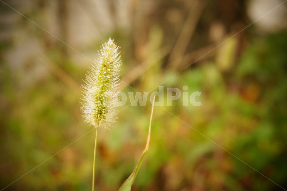 자연,식물,풀,솜털,가을,잡초,식물,자연,plants,nature