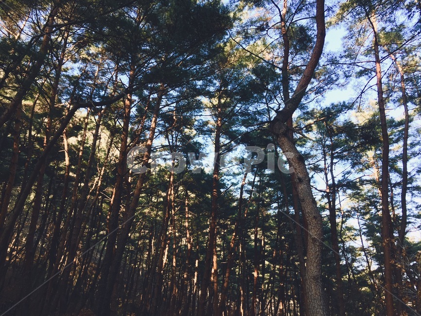 숲,plant,식물,tree,나무,vegetation,초목