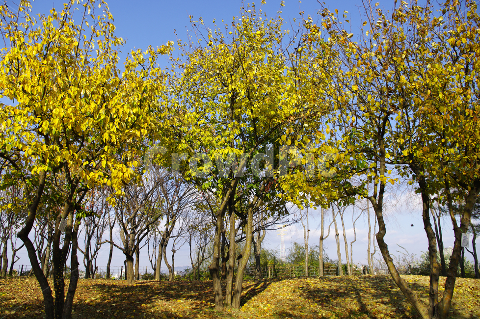 autumn,가을,나무,단풍,식물,가을,계절,fall,autumn,season,자연,풍경,nature,landscape,tree,plant