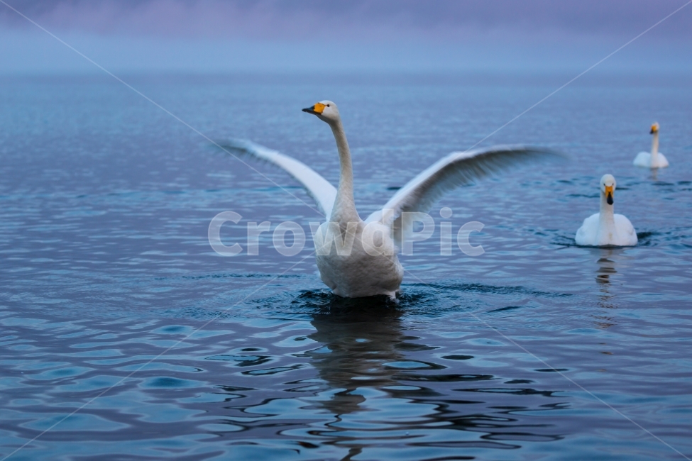 고니,백조,날개짓,조류,겨울철새,호수,백조의호수,자연,풍경,동물,animal,조류,새,birds