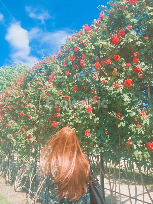 장미,장미정원,봄,5월,rose,장미축제