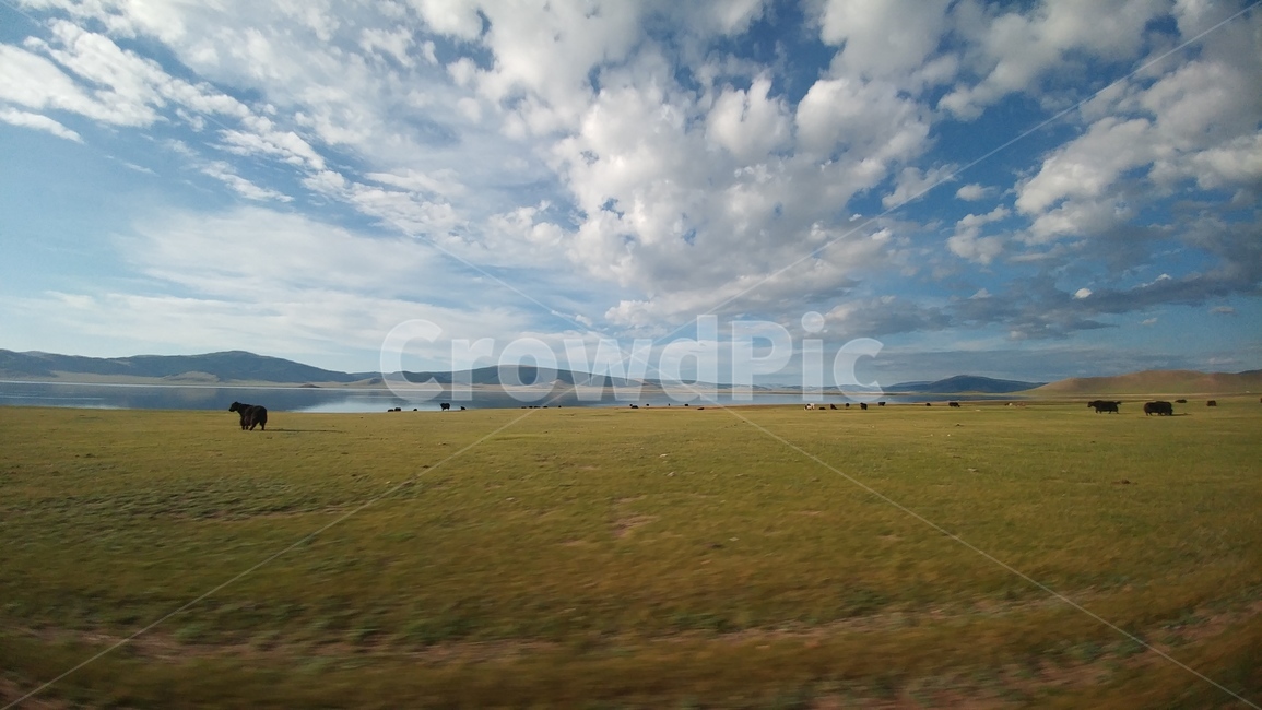 몽골,초원,소,하늘,구름,들,목초지,field,grassland,cow,cattle,가축,animal,동물,포유류,land
