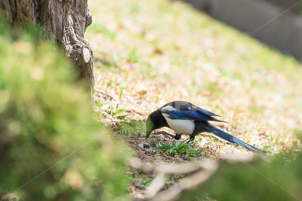 봄,공원,까치,새,조류,자연,풍경,동물,animal,조류,새,birds