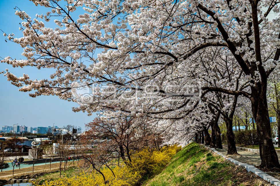 벚꽃, cherryblossoms, 플라워, flower, 4월, 사진,이미지,일러스트,캘리그라피 - 드래곤볼작가