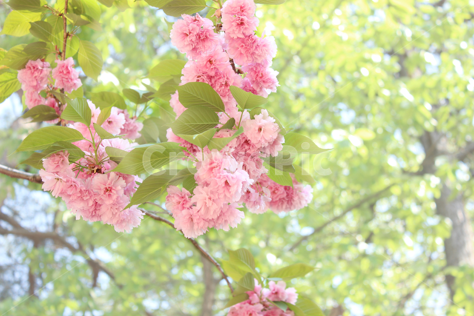 꽃,식물,벚꽃,식물원,자연,식물,자연,plants,nature,꽃,flower