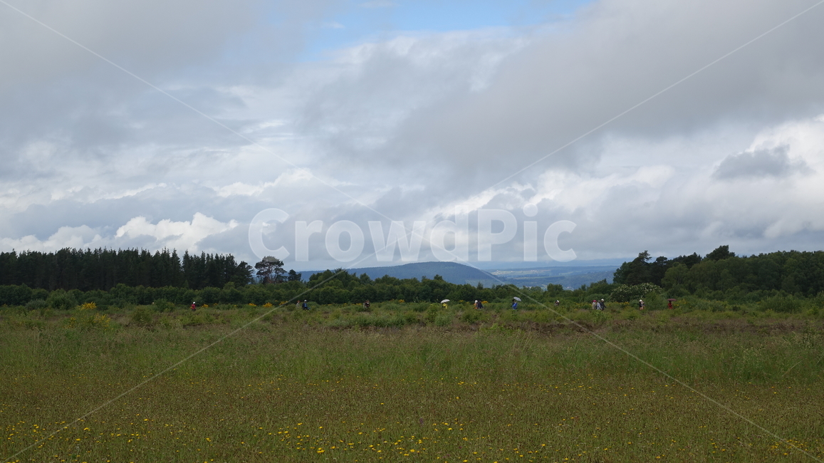 들꽃,벌판,초원,야생화,grass,flower,cloud,스코틀랜드,영국