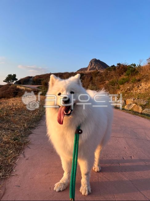 강아지,대형견,사모예드,반려견,귀여움,동물,dog,개,animal,pet,애완동물,eskimodog,에스키모개