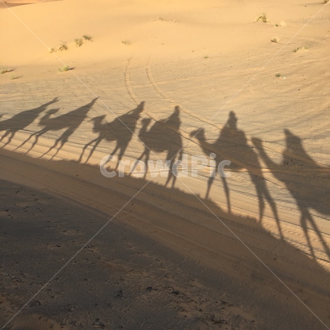 모로코,사막,낙타,자연,여행,그림자,동물,animal,포유류,mammal,실루엣,그림자,silhouette,shadow