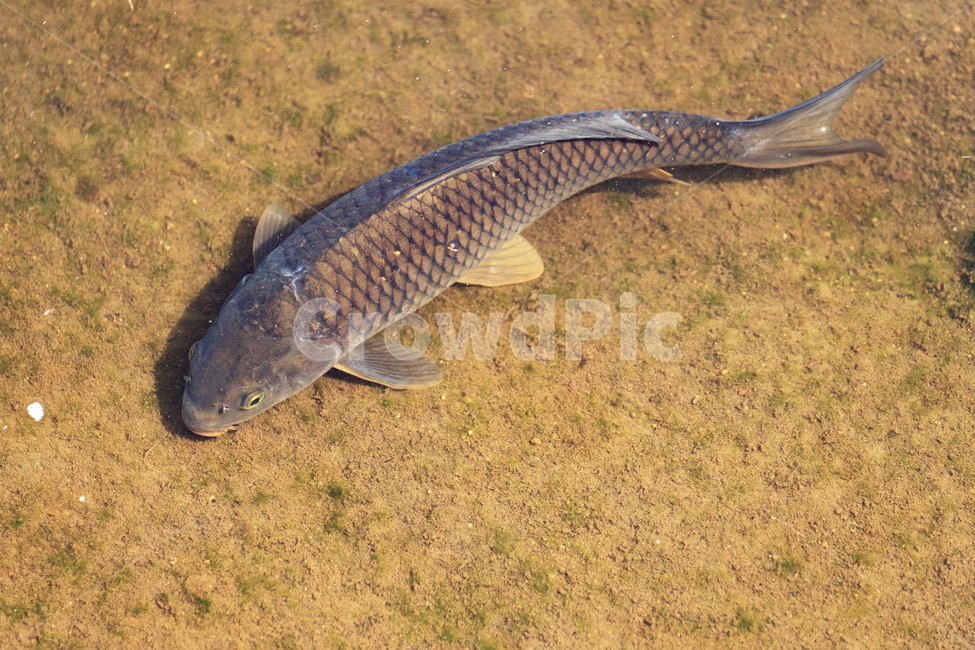 물고기,민물고기,어류,생물,자연,생태,생태계,잉어,fish,animal,freshwaterfish,carp,어류,물고기,fish
