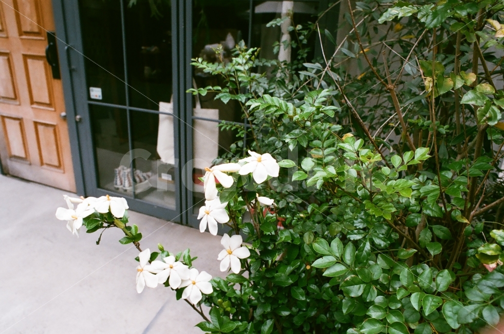 꽃,흰색,소심,설레임,두근거림,식물,자연,plants,nature,꽃,flower,감성,sensible,feeling