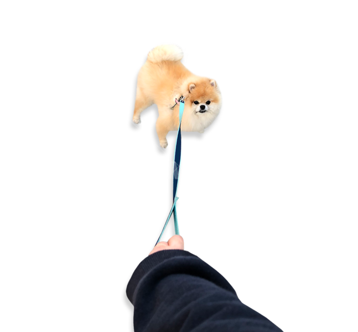 강아지,포메라니안,강아지산책,강아지목줄,강아지하네스,pomeranian,산책거부,강아지표정,강아지누끼,누끼,갈색강아지,오렌지세이블,오렌지세이블포메라니안