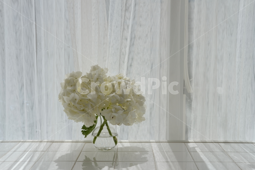 카페,인테리어,꽃,분위기,심플,배경,배경화면,flower,flowers,mood,sunshine,doll,interior,실내용화초,화분,화초,house plant