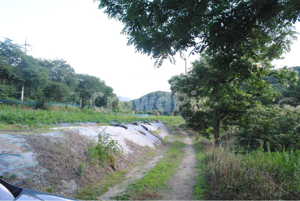 도로,dirtroad,흙길,road,풀