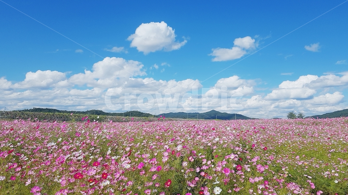 코스모스,하늘,자연,구름,들,꽃,flower,가을