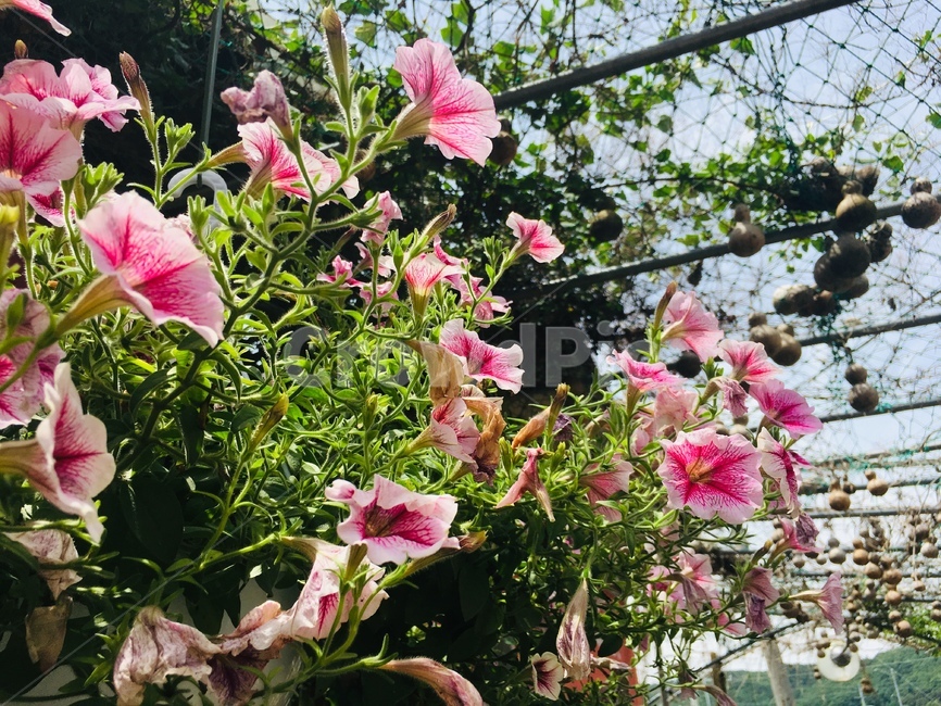 자연,꽃,풍경,힐링,분홍