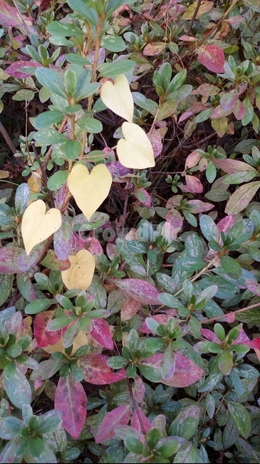 하트,들풀,노란하트,heart,자연,하트잎
